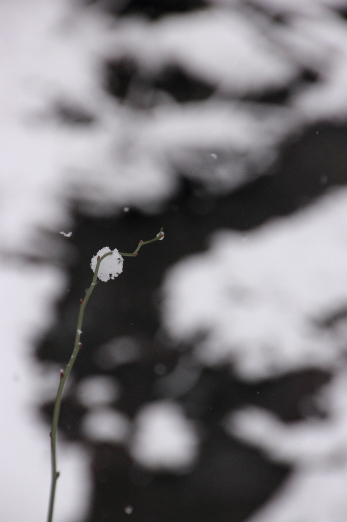 雪綿毛