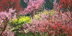 春色彩