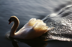 Swan’s comet