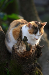 猫のなる木