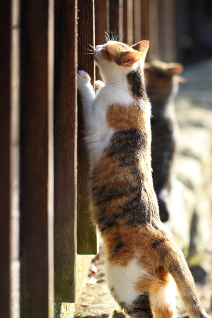 いいことありますように