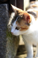この角の向こうに