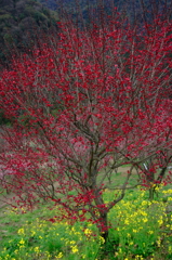紅梅