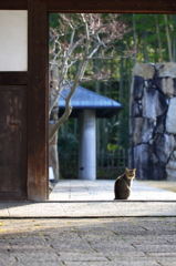 見返り美猫