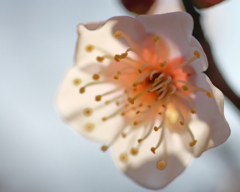 梅のなかの桜