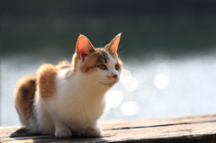 待ち猫来りて