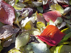 A Shining Cherry Leaf