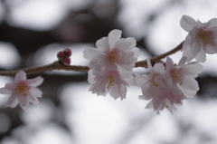 曇り空の下に咲く早咲き梅