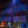 The Shining Tree Illumination