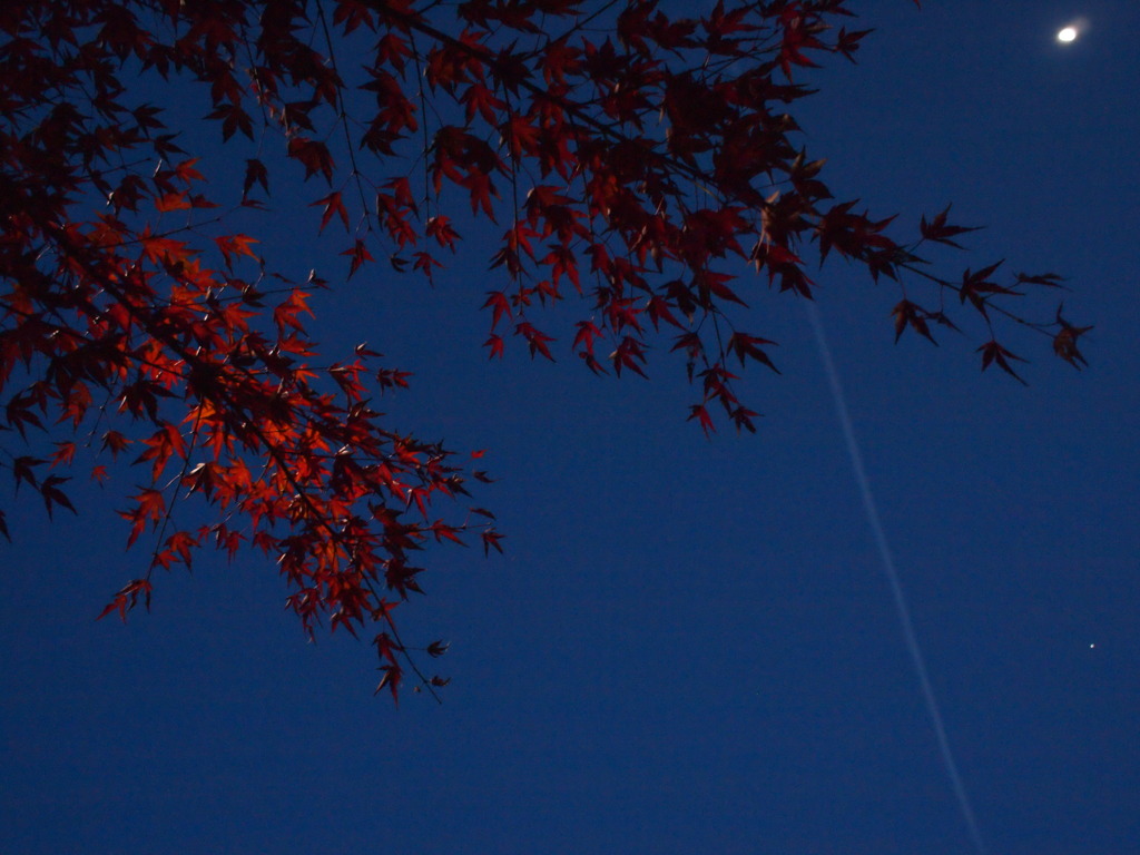 日暮れの紅葉と月、飛行機雲