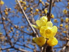 冬晴れと蝋梅（ろうばい）