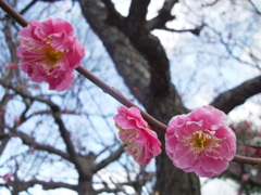 早咲き梅
