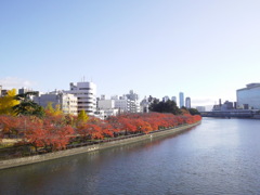 Red Cherry Trees