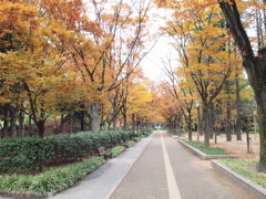 けやき並木と老夫婦