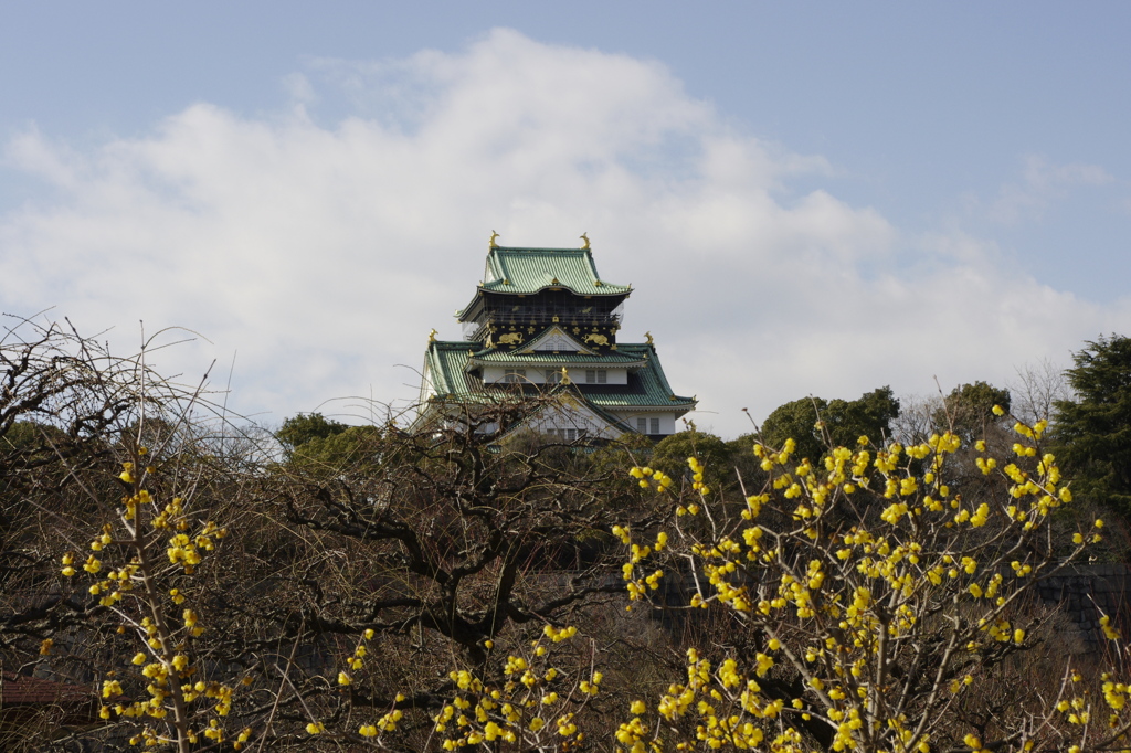 黄色い蝋梅と大阪城天守閣