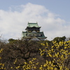 黄色い蝋梅と大阪城天守閣