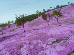 芝桜