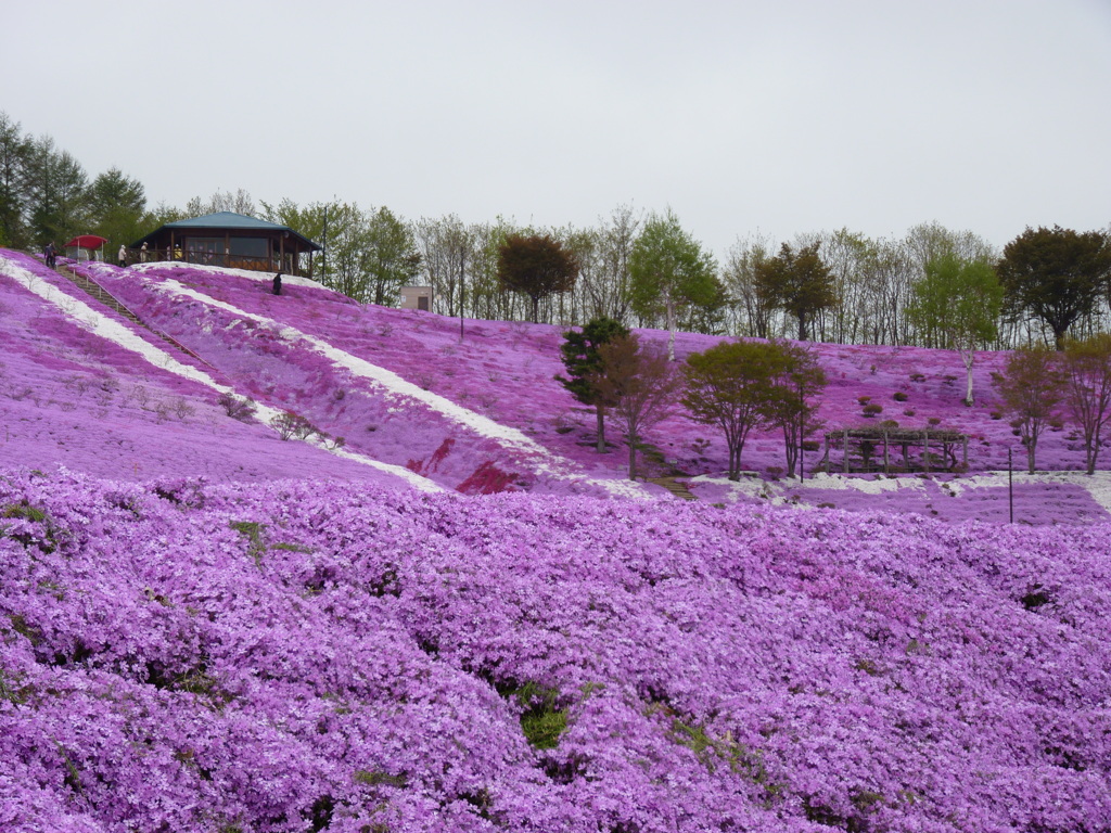 花の北海道