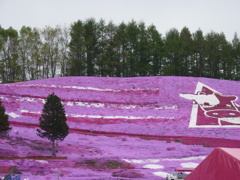 芝桜