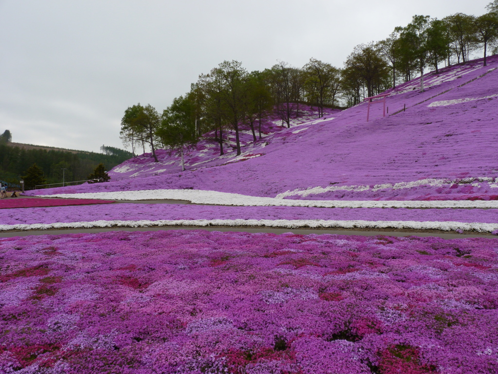 花の北海道