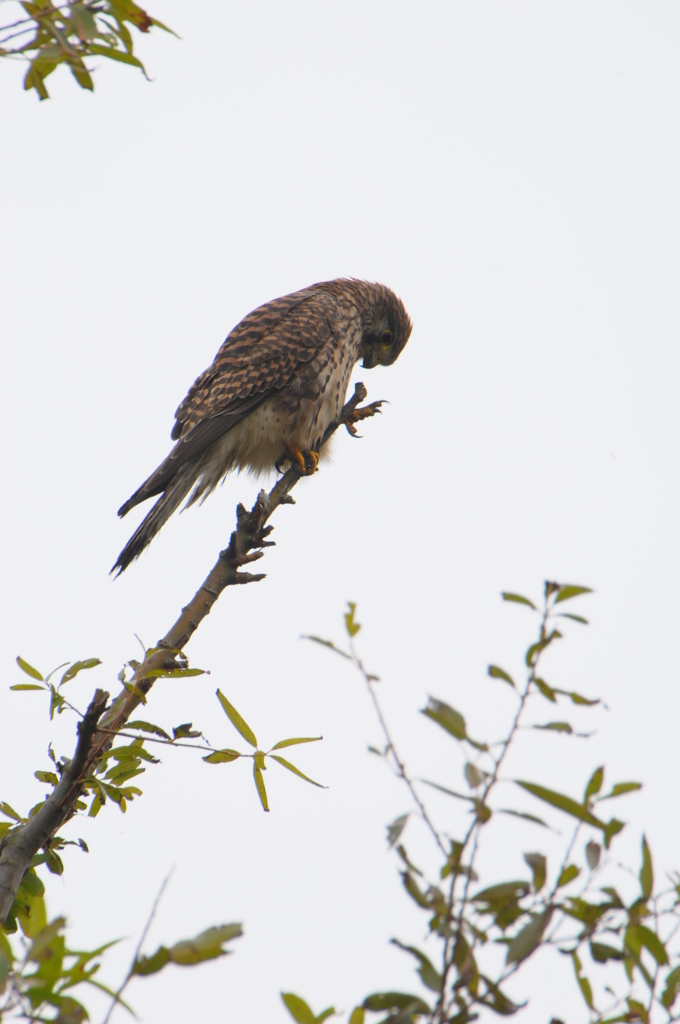 ちょうげんぼう