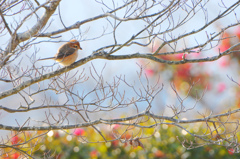 枯れ木に花を・・
