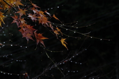 雨に濡れて