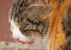 ねこ