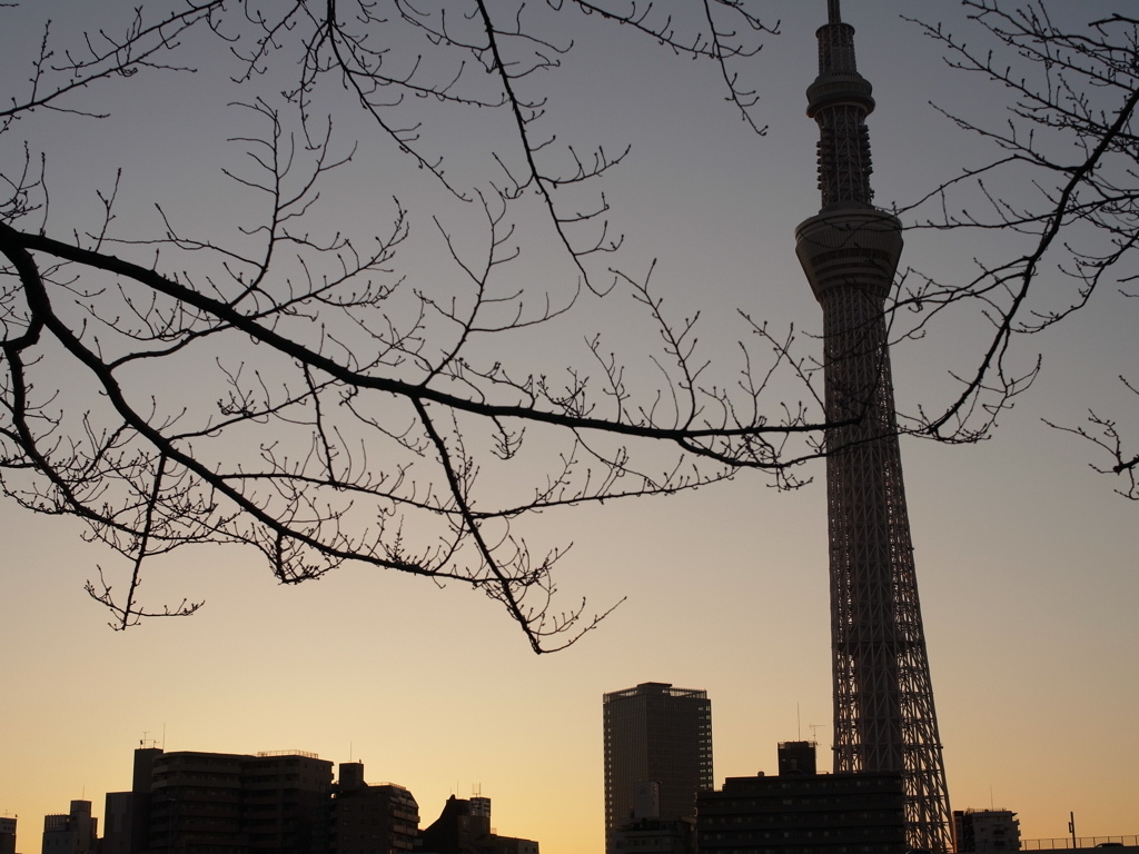 春待つ桜ツリー