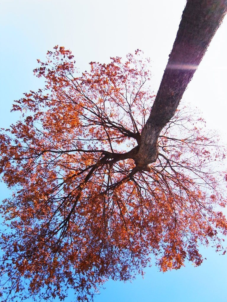 下丸子の紅葉　５