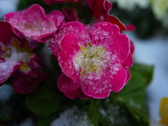 雪も花の模様のよう
