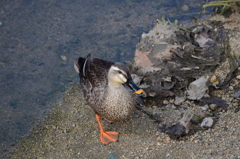 ごみだめにカルガモ