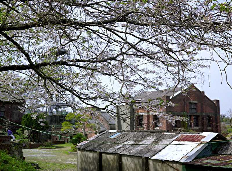 暫定世界遺産・三井三池炭鉱万田坑の桜・その壱
