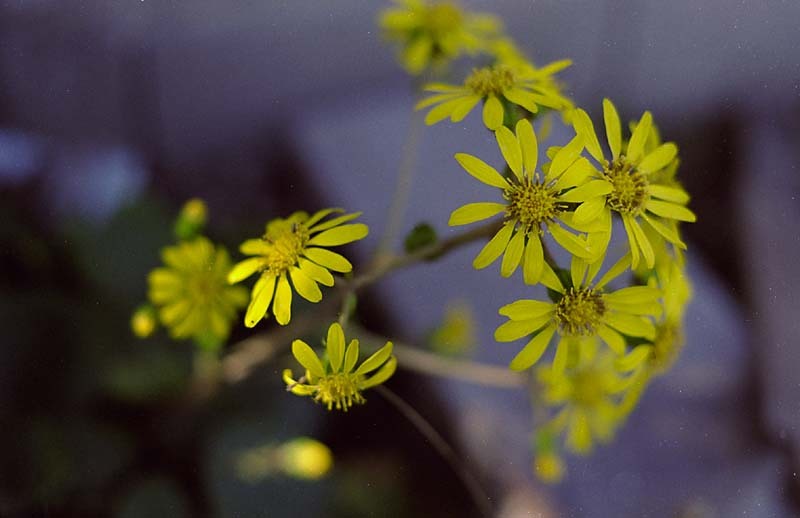 YellowFlower