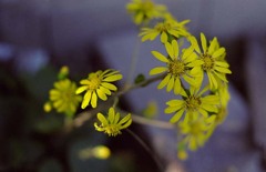 YellowFlower