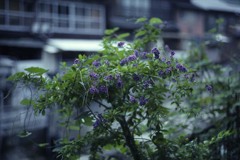 熊本県湯の鶴温泉の宿の玄関に咲く花