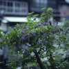 熊本県湯の鶴温泉の宿の玄関に咲く花