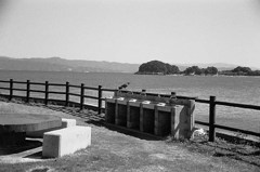 熊本県上天草市姫戸町小島公園に住むカラス