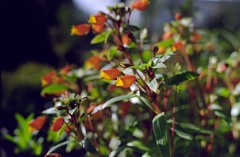RedFlower