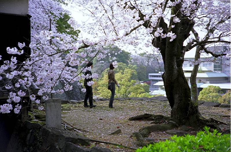 桜と二人