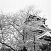 熊本城の桜モノクロ・その弐