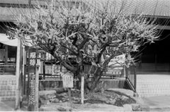 大牟田市三池の普光寺にある飛び梅