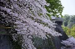 桜と城壁・熊本城