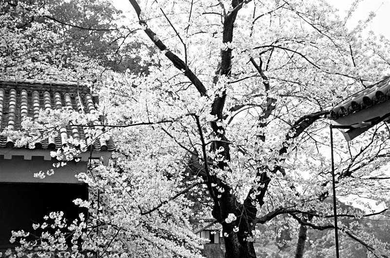 熊本城の桜モノクロ・その壱