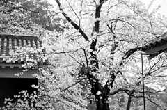 熊本城の桜モノクロ・その壱