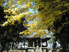 黄葉・その五