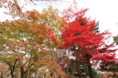 二条城の風景
