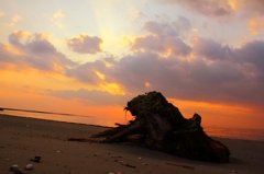 Driftwood…