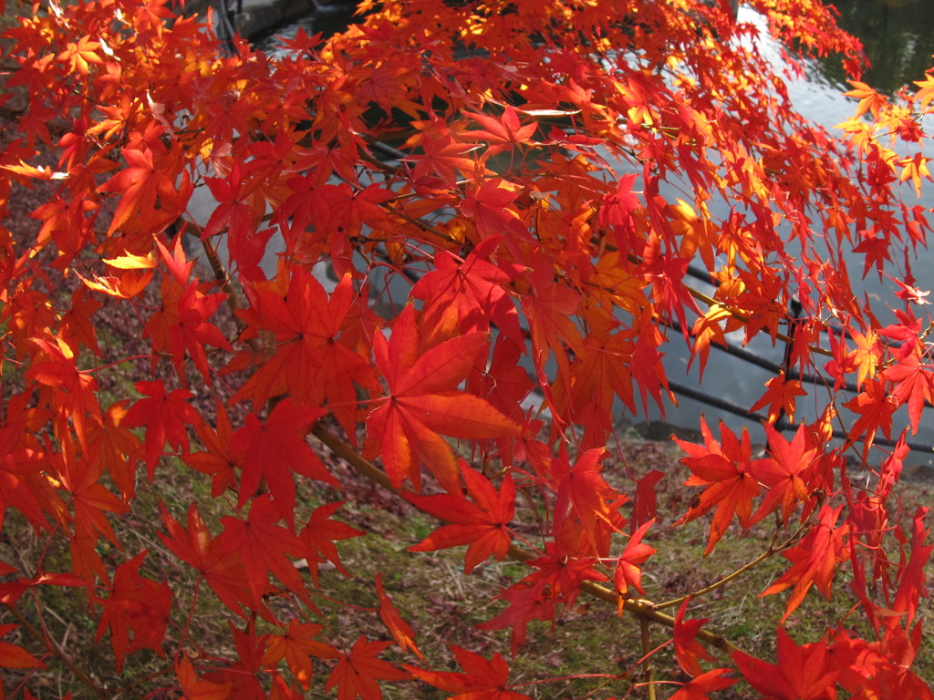 魚眼紅葉