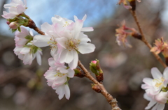 季節外れの桜